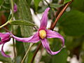 Clematis integrifolia Hanajima IMG_7175 Powojnik